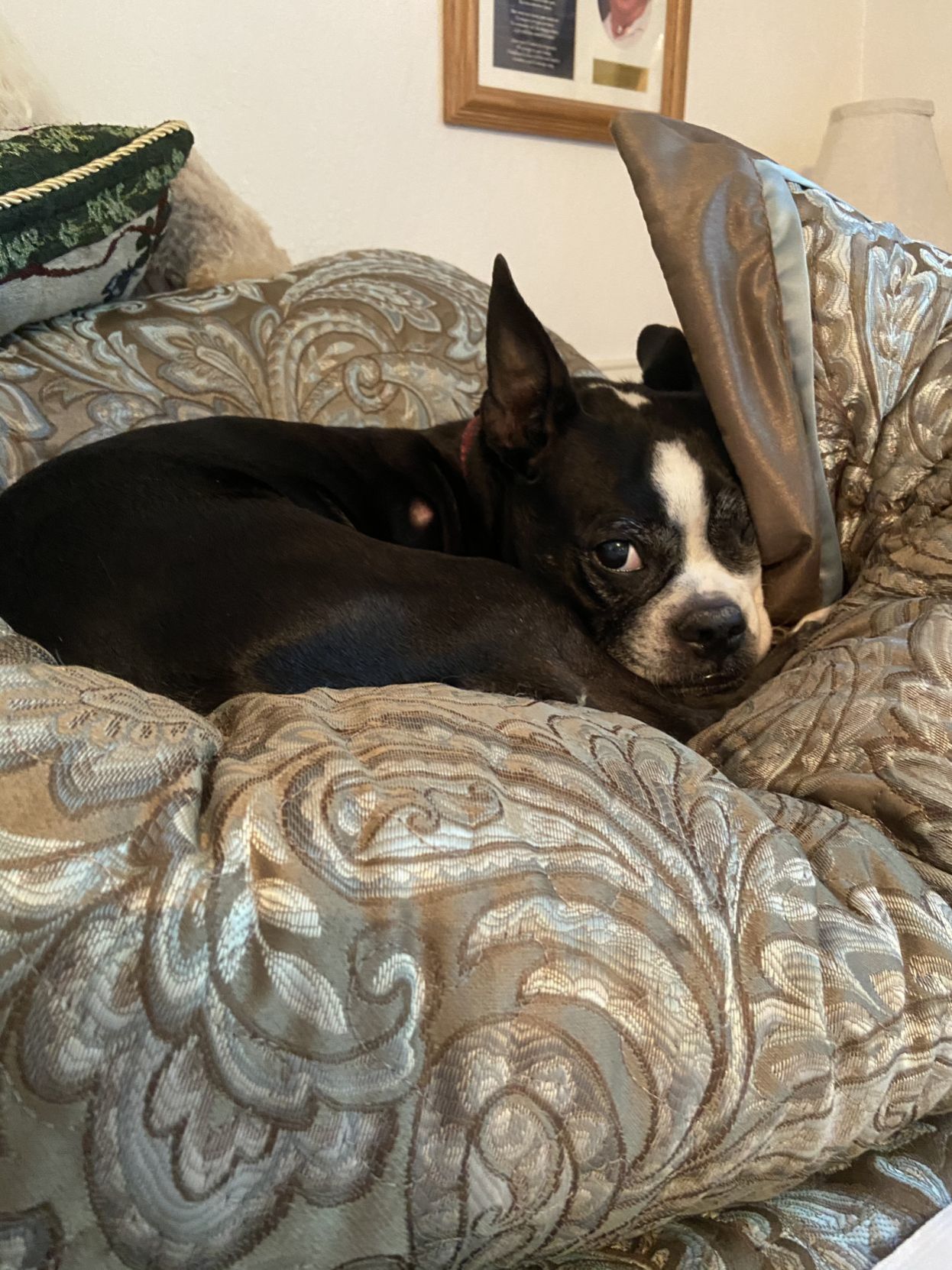 Aggie